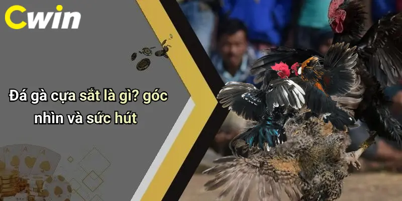 Đá gà cựa sắt là gì? góc nhìn và sức hút