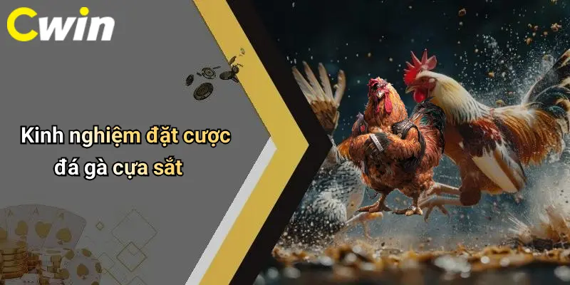 Kinh nghiệm đặt cược đá gà cựa sắt