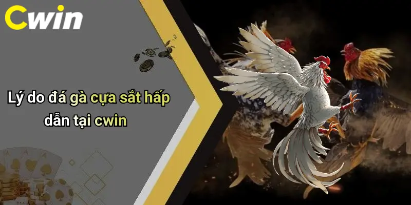 Lý do đá gà cựa sắt hấp dẫn tại cwin