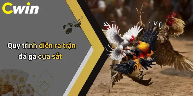 Quy trình diễn ra trận đá gà cựa sắt