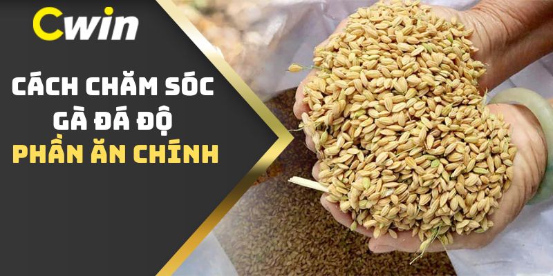 Cách chăm sóc gà đá độ - Phần ăn chính