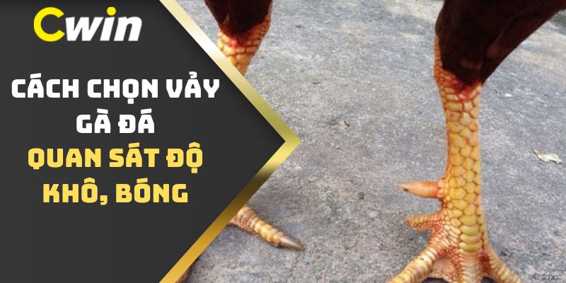 Cách chọn vảy gà đá - Quan sát độ khô, bóng