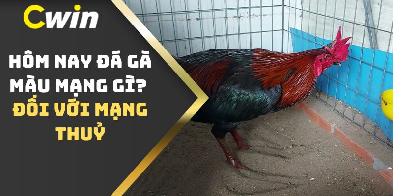 Hôm nay đá gà màu mạng gì? Đối với mạng Thuỷ