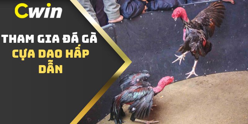 Tham gia đá gà cựa dao hấp dẫn