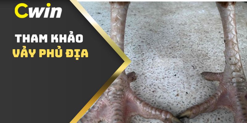 Tham khảo vảy Phủ Địa