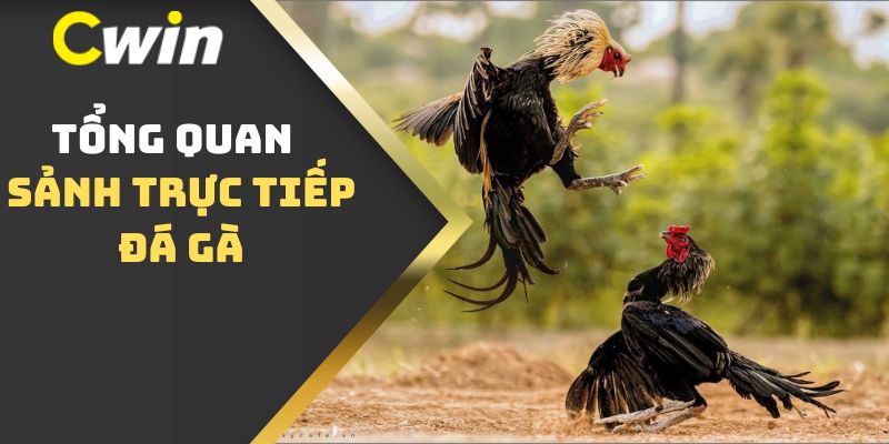 Tổng quan sảnh trực tiếp đá gà